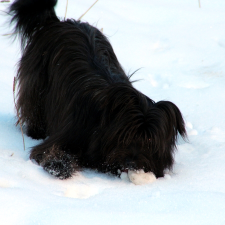 Hundetreffen 2012 im Allgäu (8)